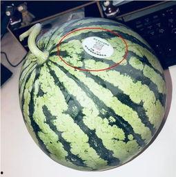 男性网红吃瓜,男性网红大秀“吃货”风采