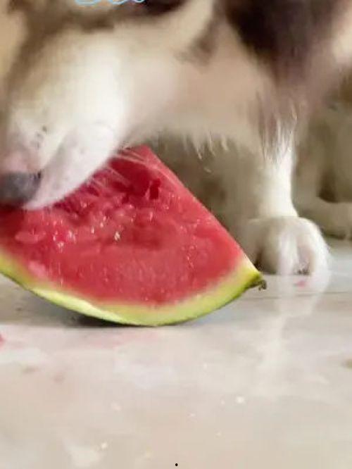 网红吃瓜狗子图片高清,萌态十足引网友热议