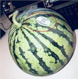 怀化网红吃瓜,揭秘背后真相与网络舆论风暴