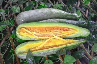 长春网红刘祉辰吃瓜